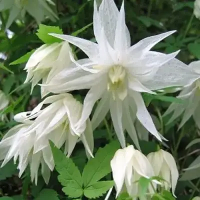 Княжик АЛЬБИНА ПЛЕНА белый махровый в Челябинске