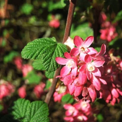 Смородина кроваво-красная ПУЛБОРО СКАРЛЕТ  в Челябинске