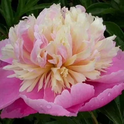 Пион ВЕСЕННЯЯ ПАЛИТРА травянистый в Челябинске