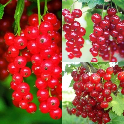 Комплект КРАСНЫЙ УРОЖАЙ в Челябинске