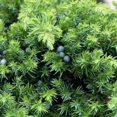 Можжевельник ШЛЯГЕР прибрежный в Челябинске