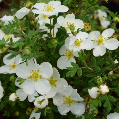 Лапчатка АББОТСВУД кустарниковая в Челябинске