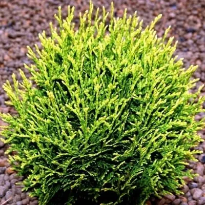 Туя ВОТЕРФИЛД западная в Челябинске