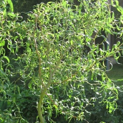 Ива МАТСУДАНА в Челябинске