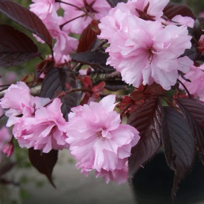 Сакура РОЯЛ БУРГУНДИ в Челябинске