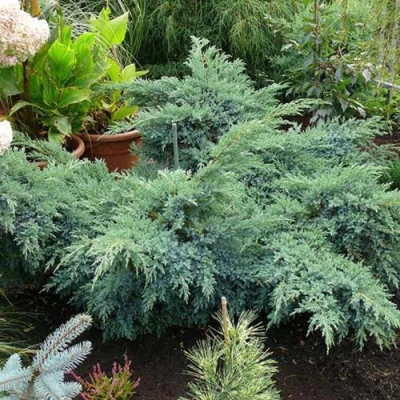 Можжевельник БЛЮ ШВЕД (СВИД) чешуйчатый в Челябинске