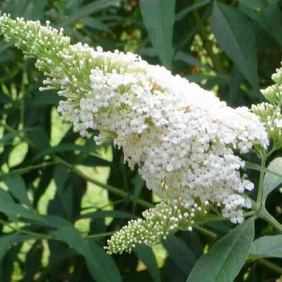 Буддлея давида ВАЙТ ПРОФЬЮЖН в Челябинске