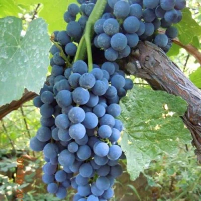 Виноград ВЕНУС в Челябинске