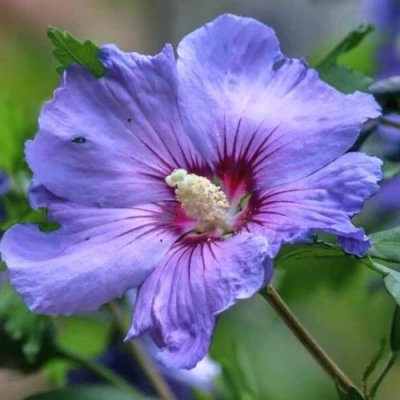 Гибискус МАРИНА сирийский в Челябинске