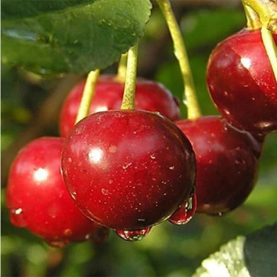 Дюк ПРЕВОСХОДНАЯ ВЕНЬЯМИНОВА в Челябинске