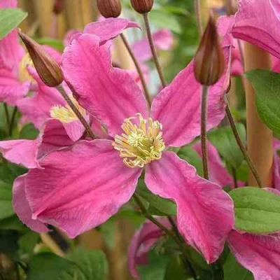 Клематис ИНСПИРЕЙШН ЗОЙН в Челябинске