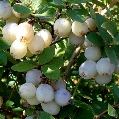 Голубика СНЕГУРОЧКА в Челябинске