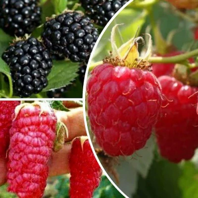 Комплект ЯГОДНЫЙ МИКС в Челябинске