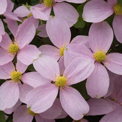 Клематис ГОРНЫЙ в Челябинске