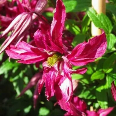 Клематис РОЗАЛИН в Челябинске