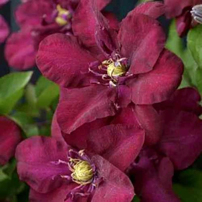 Клематис ЯН III СОБЕСКИ в Челябинске