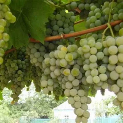 Виноград АНАНАСНЫЙ РАННИЙ в Челябинске