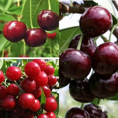 Комплект ВИШНЕВЫЙ САД в Челябинске