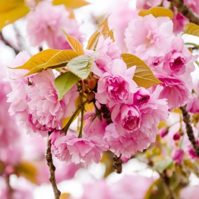 Сакура КАНЗАН в Челябинске