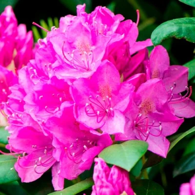 Азалия ПУРПУРТРАУМ японская в Челябинске