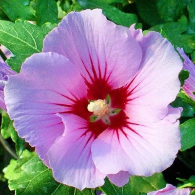 Гибискус ПИНК ФЛИРТ сирийский в Челябинске