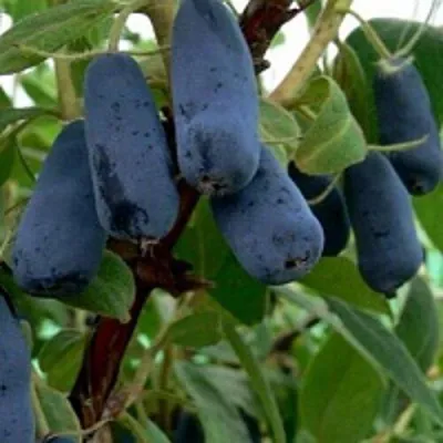 Жимолость съедобная ВОЛХОВА в Челябинске