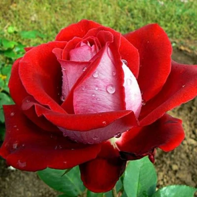 саженцы роз люксор