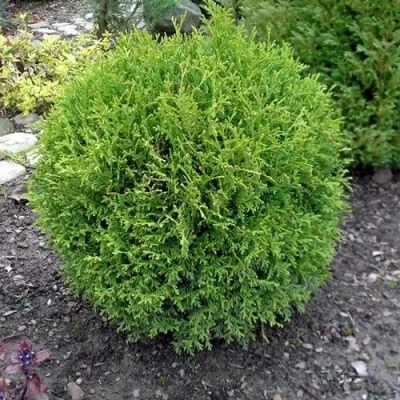 Туя ХОЗЕРИ западная в Челябинске