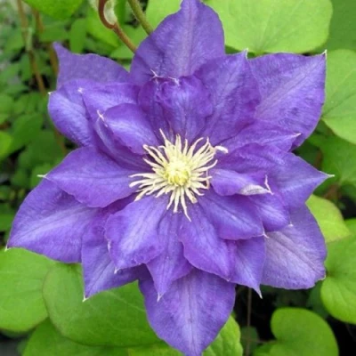 Клематис БЬЮТИ ОФ ВОЧЕСТЕР в Челябинске