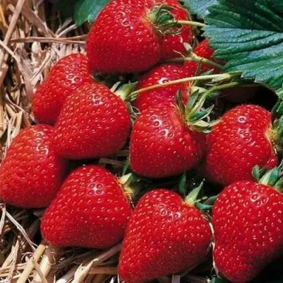 Клубника КИМБЕРЛИ в Челябинске