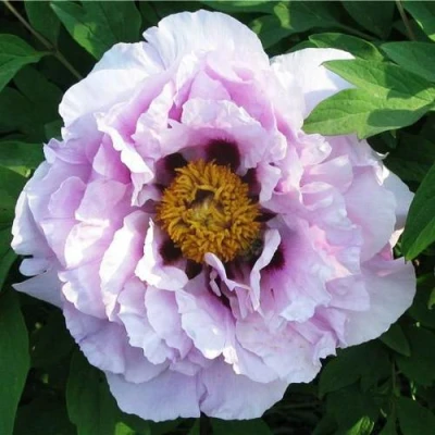 Пион СИНИЙ САПФИР древовидный в Челябинске