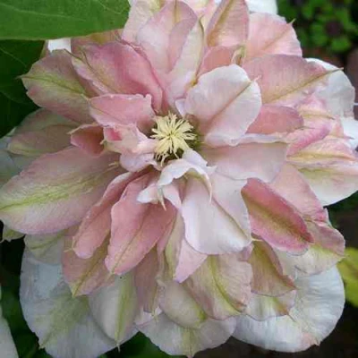 Клематис ИННОСЕНТ БЛАШ в Челябинске