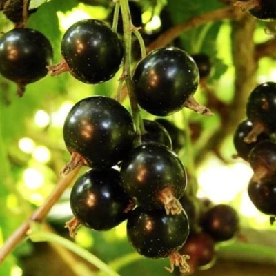 Смородина чёрная НАРА в Челябинске