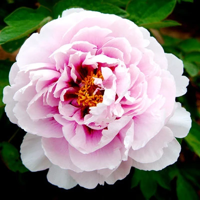 Пион ПЕРСИК ПОД СНЕГОМ древовидный в Челябинске