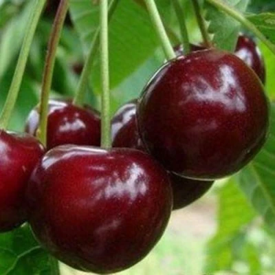 Вишня МИЛАВИЦА в Челябинске