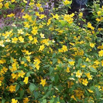 Керрия японская ГОЛДЕН ГИНЕЯ в Челябинске