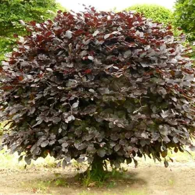 Бук лесной АТРОПУНИЦЕА в Челябинске