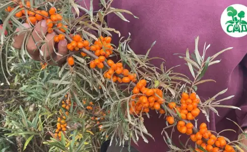 Превью видео