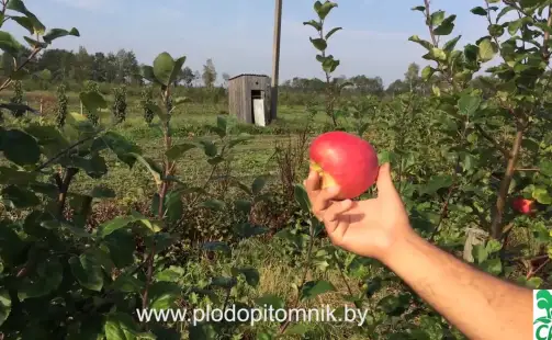 Превью видео