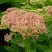 Очиток (седум) БРИЛЛИАНТ в Челябинске