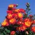Роза ТАЙФУН спрей в Челябинске