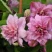 Клематис ИННОСЕНТ ГЛАНС в Челябинске