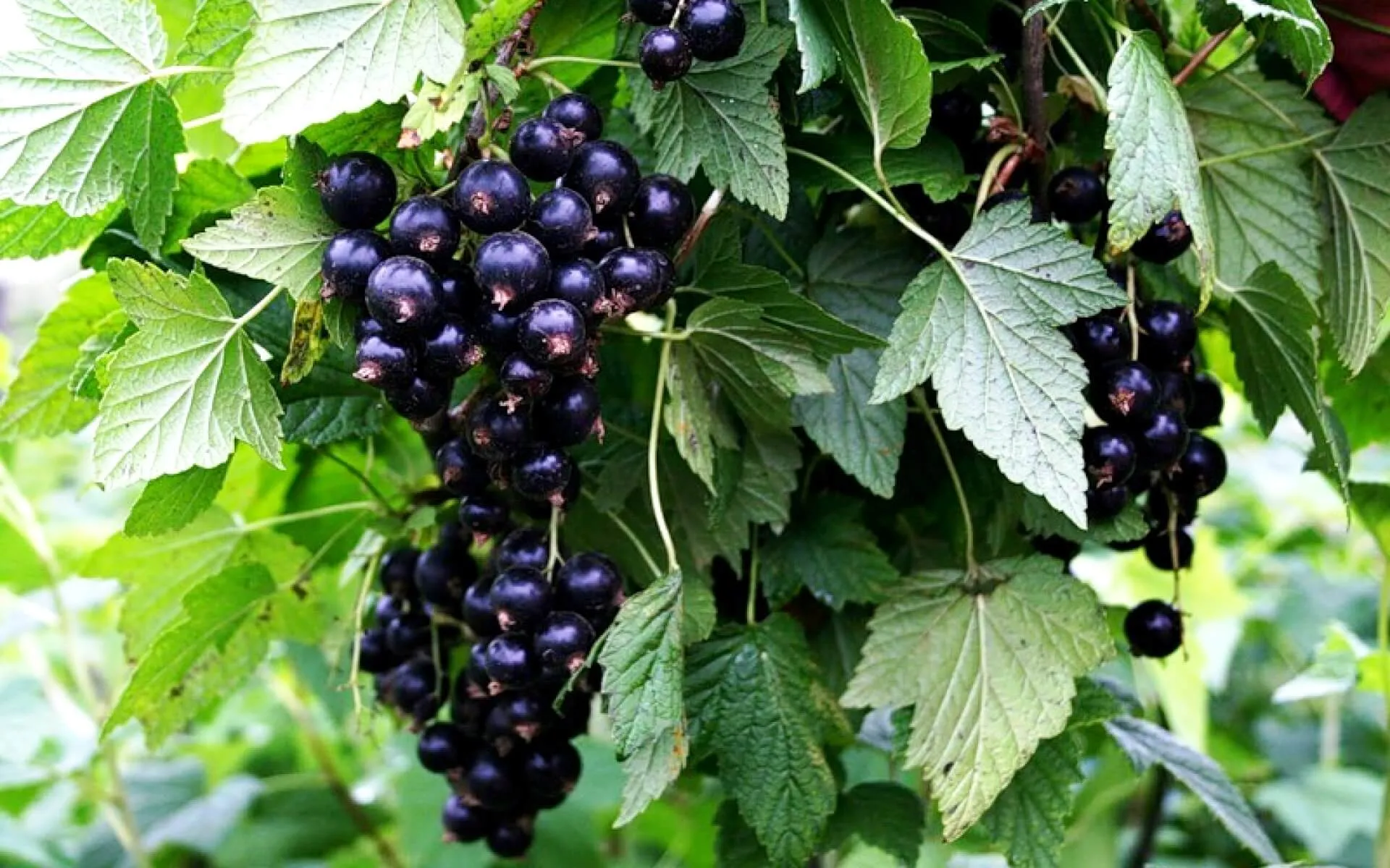 Смородина Смородина