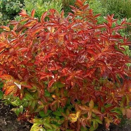 Вейгела ОГНЕННЫЕ КРЫЛЬЯ  Вейгела ОГНЕННЫЕ КРЫЛЬЯ в Челябинске