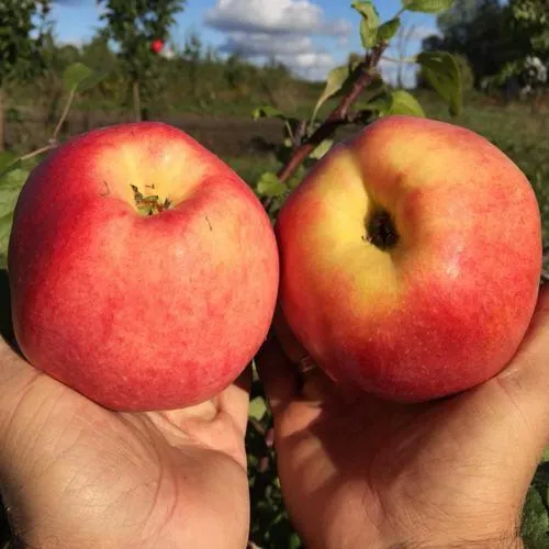 Яблоня КОВРОВОЕ стелющаяся  Яблоня КОВРОВОЕ стелющаяся в Челябинске