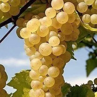 Неукрывные сорта  в Челябинске