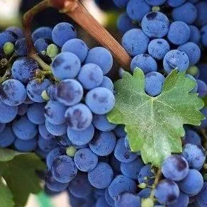 Винный  в Челябинске