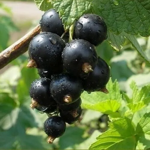 Смородина черная ПИГМЕЙ  Смородина черная ПИГМЕЙ в Челябинске