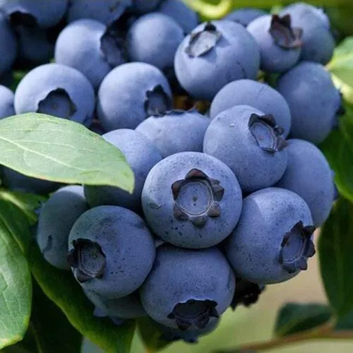 Голубика СПАРТАН в Челябинске