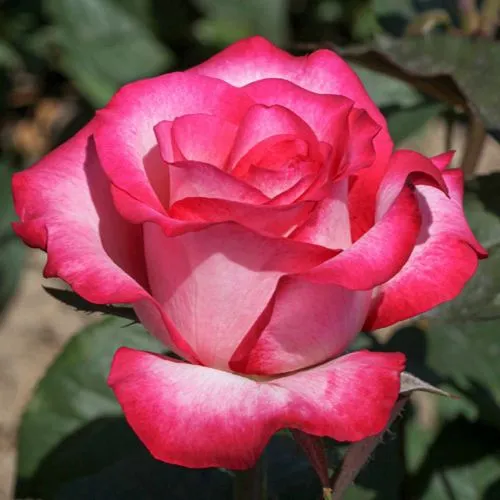 Саженцы роз ХАЙЛЕНДЕР чайно-гибридная  Саженцы роз ХАЙЛЕНДЕР чайно-гибридная в Челябинске